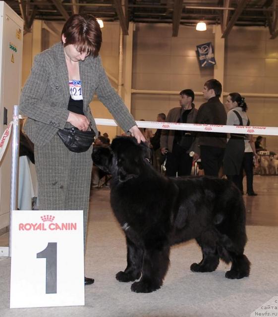 Фото: ньюфаундленд Топтыжка Сияние от Айсберга