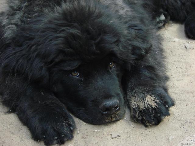 Фото: ньюфаундленд Юган с Тоянова Городка (Ygan s Toyanova Gorodka)