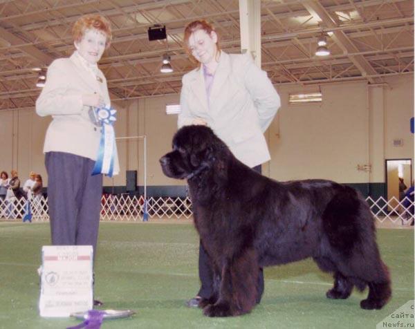 Фото: ньюфаундленд Midnight Lady's One Vision