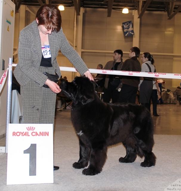 Фото: ньюфаундленд Топтыжка Сияние от Айсберга