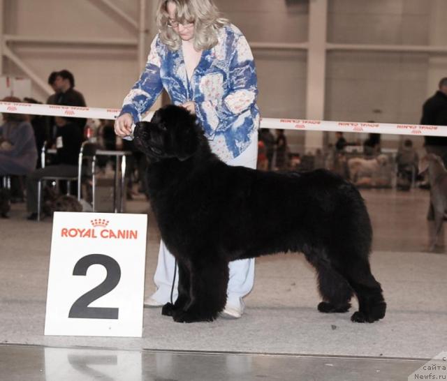 Фото: ньюфаундленд Сент Джонс Сьюзи Кватро