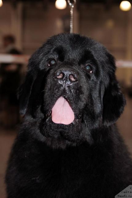 Фото: ньюфаундленд Сент Джонс Сьюзи Кватро