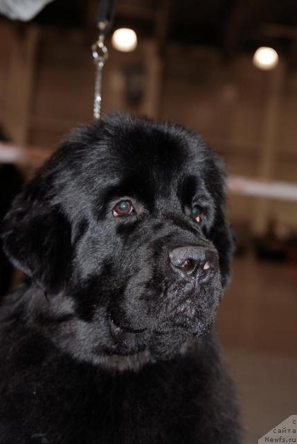 Фото: ньюфаундленд Сент Джонс Сьюзи Кватро