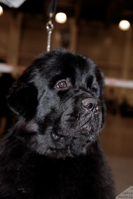 Фото: ньюфаундленд Сент Джонс Сьюзи Кватро