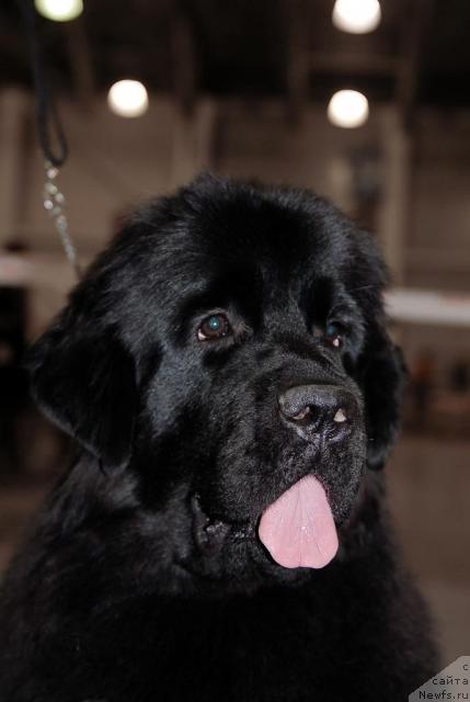 Фото: ньюфаундленд Сент Джонс Сьюзи Кватро