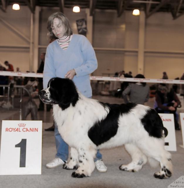 Фото: ньюфаундленд Сент Джонс Парад Планет