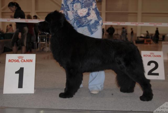 Фото: ньюфаундленд Сент Джонс Ричард Блек Голд (Sent Djons Richard Black Gold)