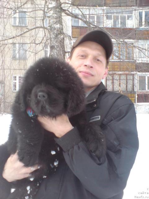 Фото: ньюфаундленд Уютная Долина Андрос Гриф