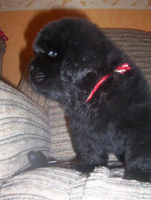 Фото: ньюфаундленд Уютная Долина Андрос Гриф