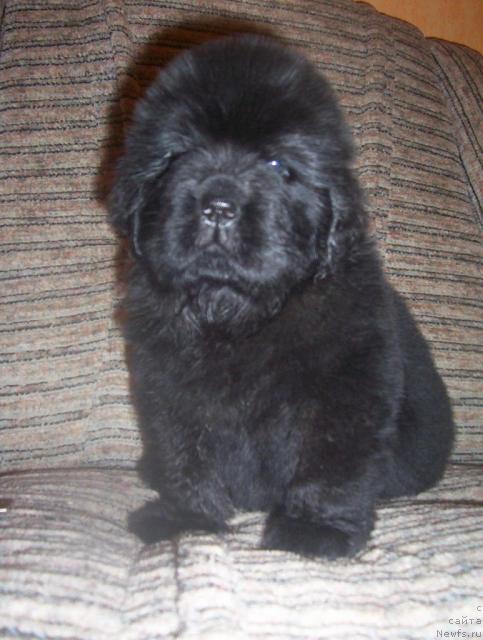 Фото: ньюфаундленд Уютная Долина Андрос Гриф