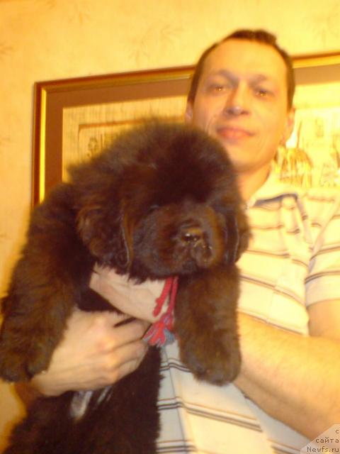 Фото: ньюфаундленд Уютная Долина Андрос Гриф