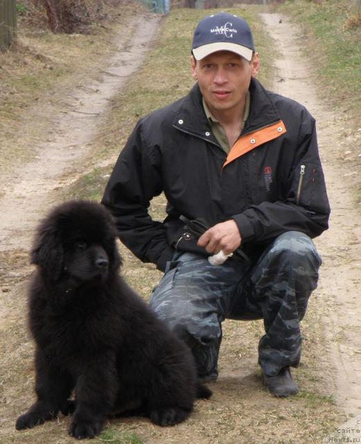 Фото: ньюфаундленд Уютная Долина Андрос Гриф