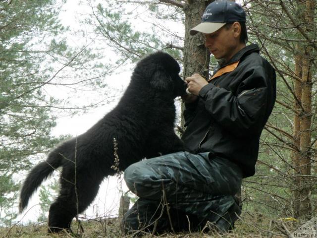 Фото: ньюфаундленд Уютная Долина Андрос Гриф