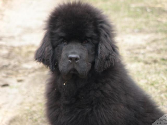 Фото: ньюфаундленд Уютная Долина Андрос Гриф