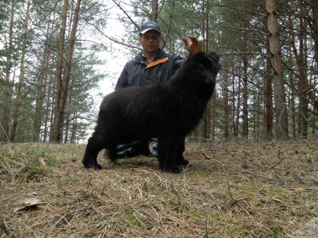 Фото: ньюфаундленд Уютная Долина Андрос Гриф