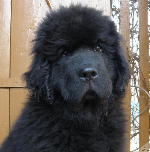 Фото: ньюфаундленд Уютная Долина Андрос Гриф