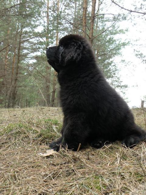 Фото: ньюфаундленд Уютная Долина Андрос Гриф