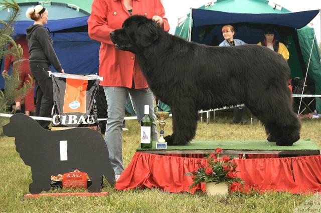 Фото: ньюфаундленд Larinkallion Aanimerkki