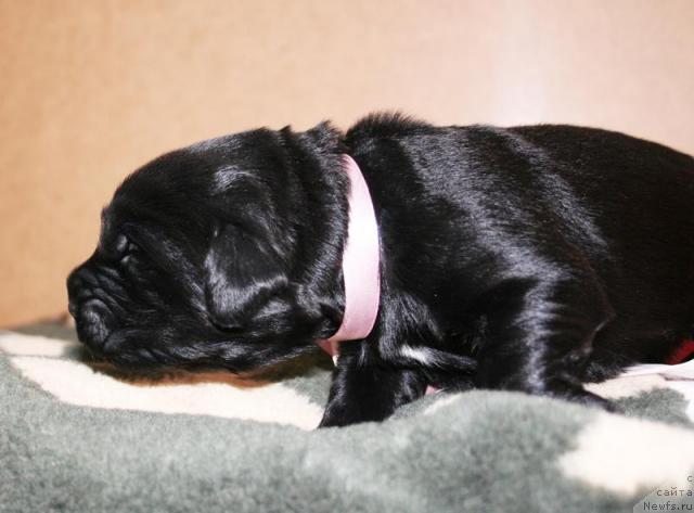 Фото: Щенок помета от Cannon Bear's One Of Those Days и, ньюфаундленд Бегущая по Волнам Вся Такая Растакая (Beguschaya po Volnam Vsya Takaya Rastakaya)