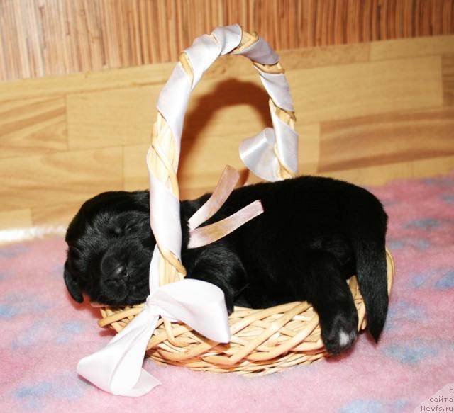 Фото: Щенок от Cannon Bear's One Of Those Days и, ньюфаундленд Бегущая по Волнам Вся Такая Растакая (Beguschaya po Volnam Vsya Takaya Rastakaya)