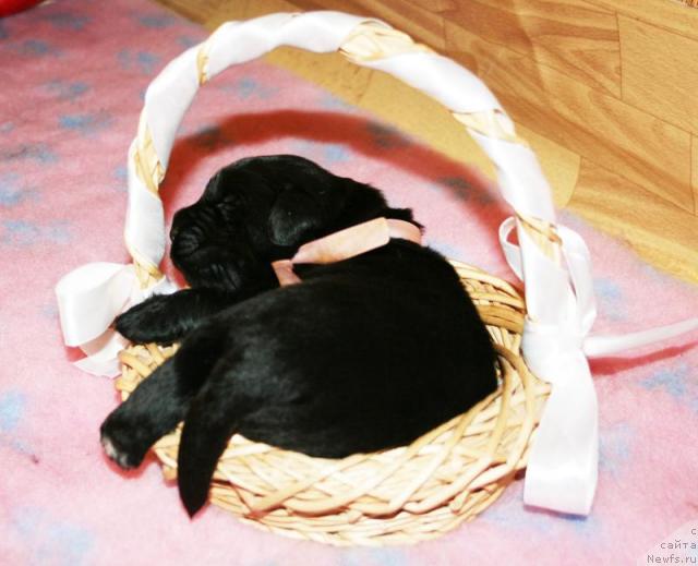 Фото: Щенок от Cannon Bear's One Of Those Days и, ньюфаундленд Бегущая по Волнам Вся Такая Растакая (Beguschaya po Volnam Vsya Takaya Rastakaya)