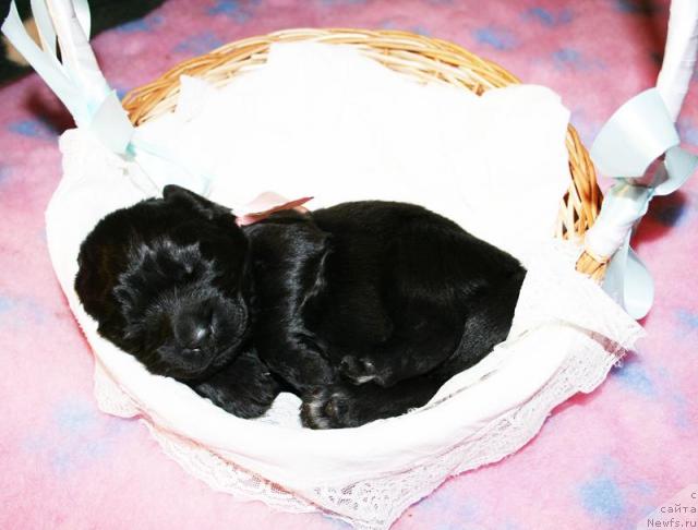 Фото: Щенок от Cannon Bear's One Of Those Days и, ньюфаундленд Бегущая по Волнам Вся Такая Растакая (Beguschaya po Volnam Vsya Takaya Rastakaya)