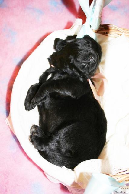 Фото: Щенок от Cannon Bear's One Of Those Days и, ньюфаундленд Бегущая по Волнам Вся Такая Растакая (Beguschaya po Volnam Vsya Takaya Rastakaya)