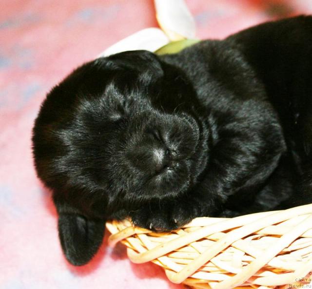 Фото: Щенок от Cannon Bear's One Of Those Days и, ньюфаундленд Бегущая по Волнам Вся Такая Растакая (Beguschaya po Volnam Vsya Takaya Rastakaya)