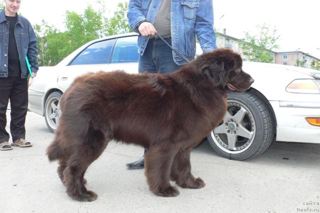 Фото: ньюфаундленд Смигар Рыцарь Солнечный Зайчик (Smigar Rytsar Solnechny Zaychik)