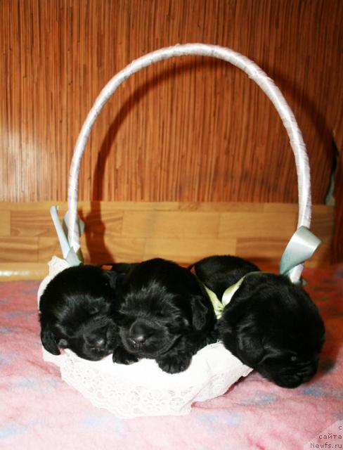 Фото: Щенки от Cannon Bear's One Of Those Days и, ньюфаундленд Бегущая по Волнам Вся Такая Растакая (Beguschaya po Volnam Vsya Takaya Rastakaya)