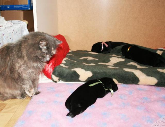 Фотография № 41264