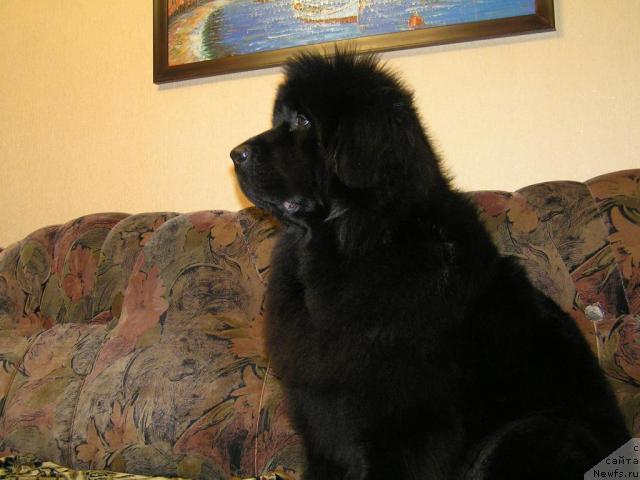 Фото: ньюфаундленд Интерио Соури из Медвежьего Яра (Interio Souri iz Medvejyego Yara)