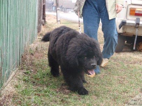 Фото: ньюфаундленд Ньюфорт Млечный Путь