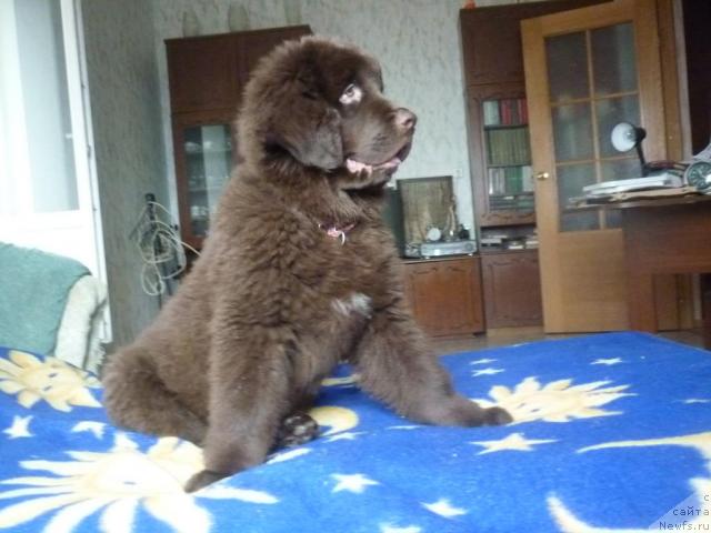 Фотография № 41325