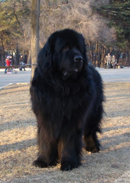 Фото: ньюфаундленд Супер Премиум Бумер