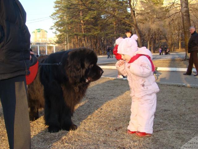 Фото: ньюфаундленд Супер Премиум Бумер