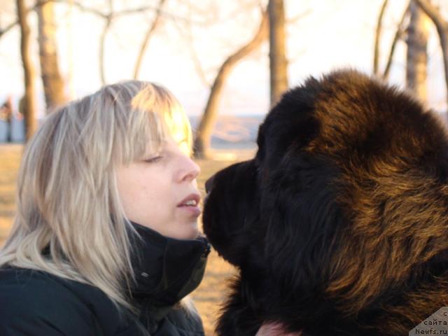 Фото: ньюфаундленд Супер Премиум Бумер