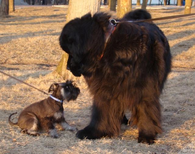 Фото: ньюфаундленд Супер Премиум Бумер