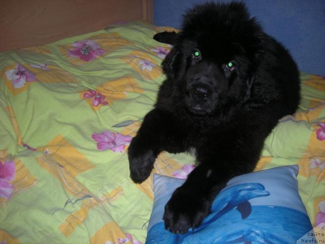 Фото: ньюфаундленд Уютная Долина Алейф Грандиозный