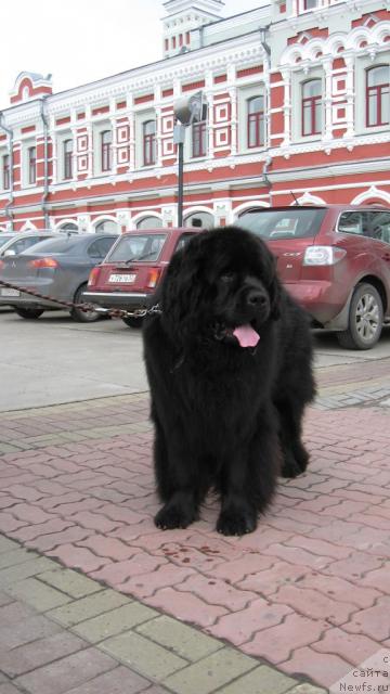 Фото: ньюфаундленд Знай Наших из Антаграда