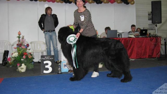 Фото: ньюфаундленд Ланцелот Вялiкi Мядзведзь (Lanselot Vialiki Miadzved)
