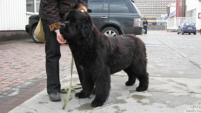 Фото: ньюфаундленд Потап Шелта