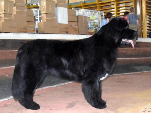 Фото: ньюфаундленд Бианка Вайт Пэрл