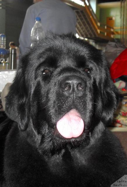 Фото: ньюфаундленд Бианка Вайт Пэрл