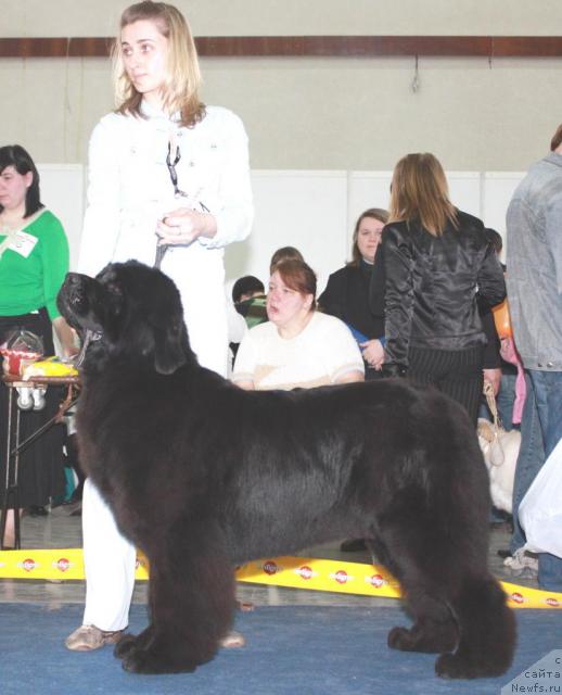 Фото: ньюфаундленд Франческа Фром зе Ньюфс Хаус (Francheska From The Newf's Hause)
