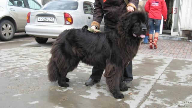 Фото: ньюфаундленд Смигар Ненси Непревзойденная