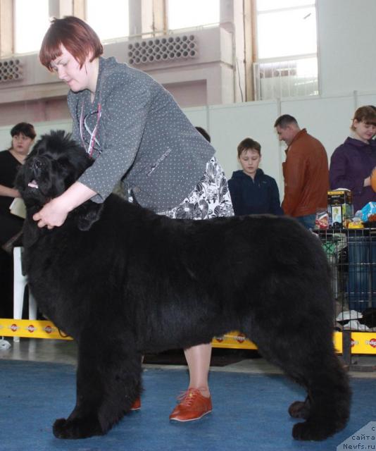 Фото: ньюфаундленд Акватория Келвин Заския