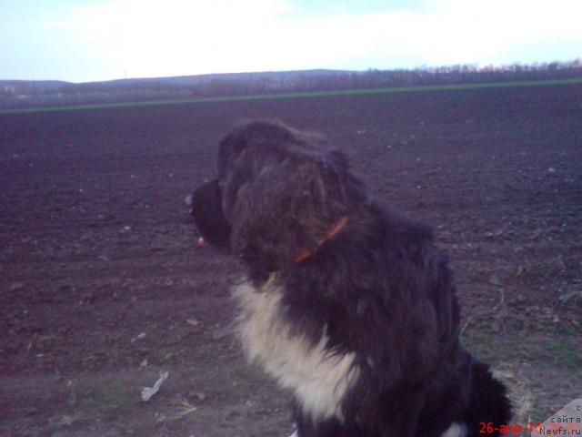 Фото: ньюфаундленд Смигар Янг Блек Даймонд