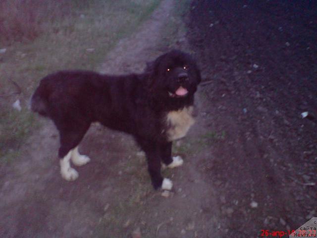 Фото: ньюфаундленд Смигар Янг Блек Даймонд