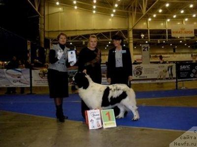 Фото: ньюфаундленд Сент Джонс Питер Пен (Sent Djons Piter Pen)